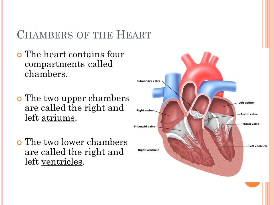 T HE H EART Organ made of cardiac muscle tissue.