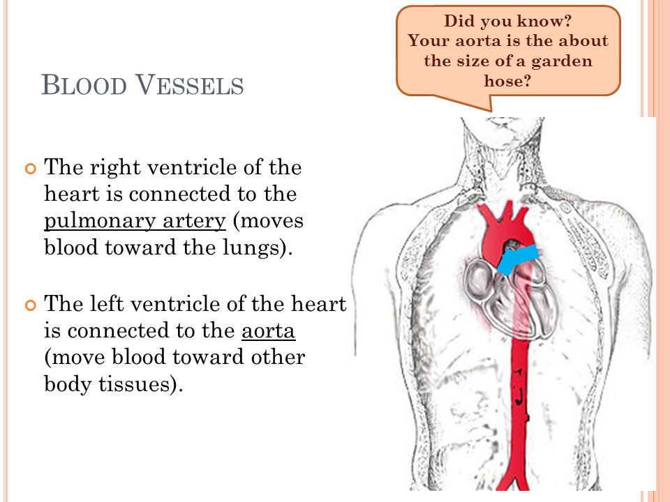 B LOOD V ESSELS Arteries – Blood vessels that carry blood away from the heart.