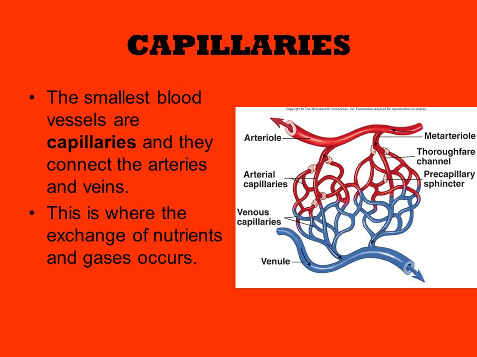 CAPILLARIES The smallest blood vessels are capillaries and they connect the arteries and veins.