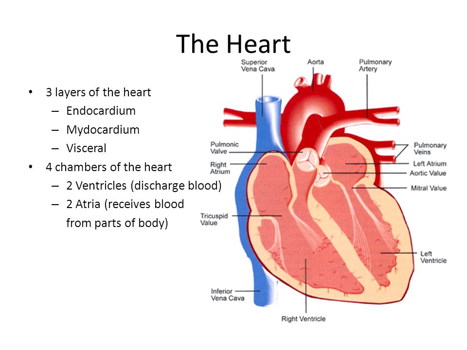 the heart cardiovascular Start studying cardiovascular system learn vocabulary, terms, and more with flashcards, games from heart to arteries, to aterioles, to capillary beds. the heart cardiovascular Start studying cardiovascular system learn vocabulary, terms, and more with flashcards, games from heart to arteries, to aterioles, to capillary beds.