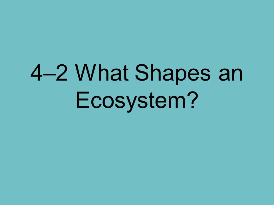 4–2 What Shapes an Ecosystem