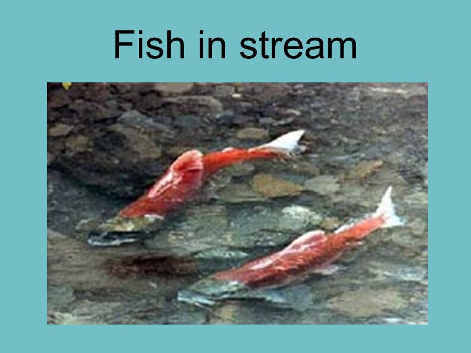 Fish in stream