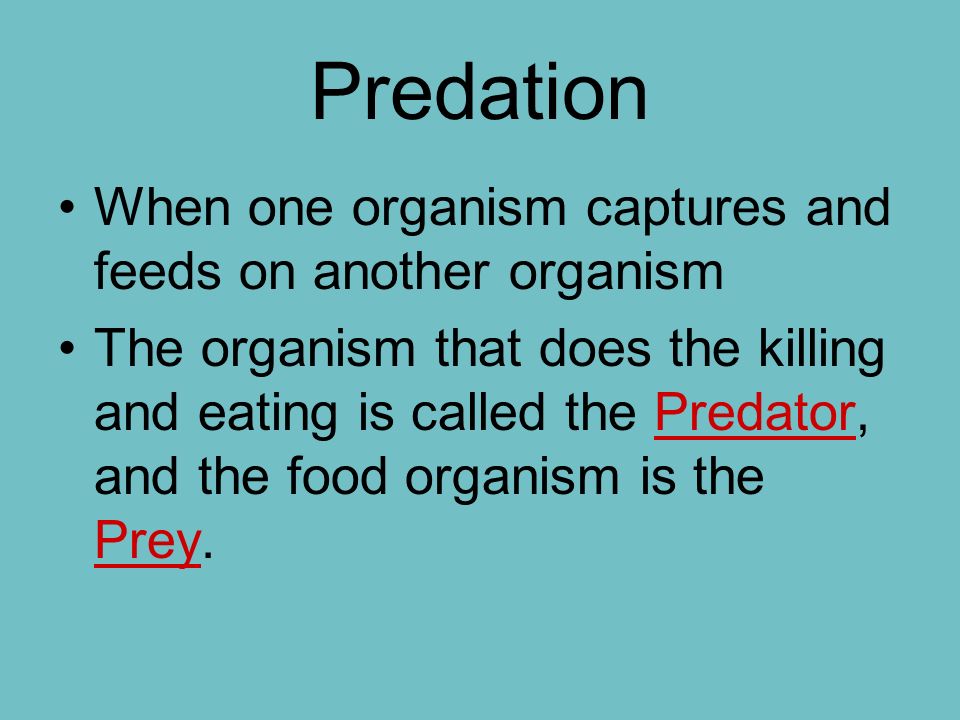 Predation When one organism captures and feeds on another organism The organism that does the killing and eating is called the Predator, and the food organism is the Prey.