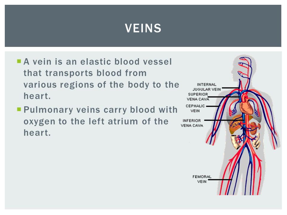 A vein is an elastic blood vessel that transports blood from various regions of the body to the heart.