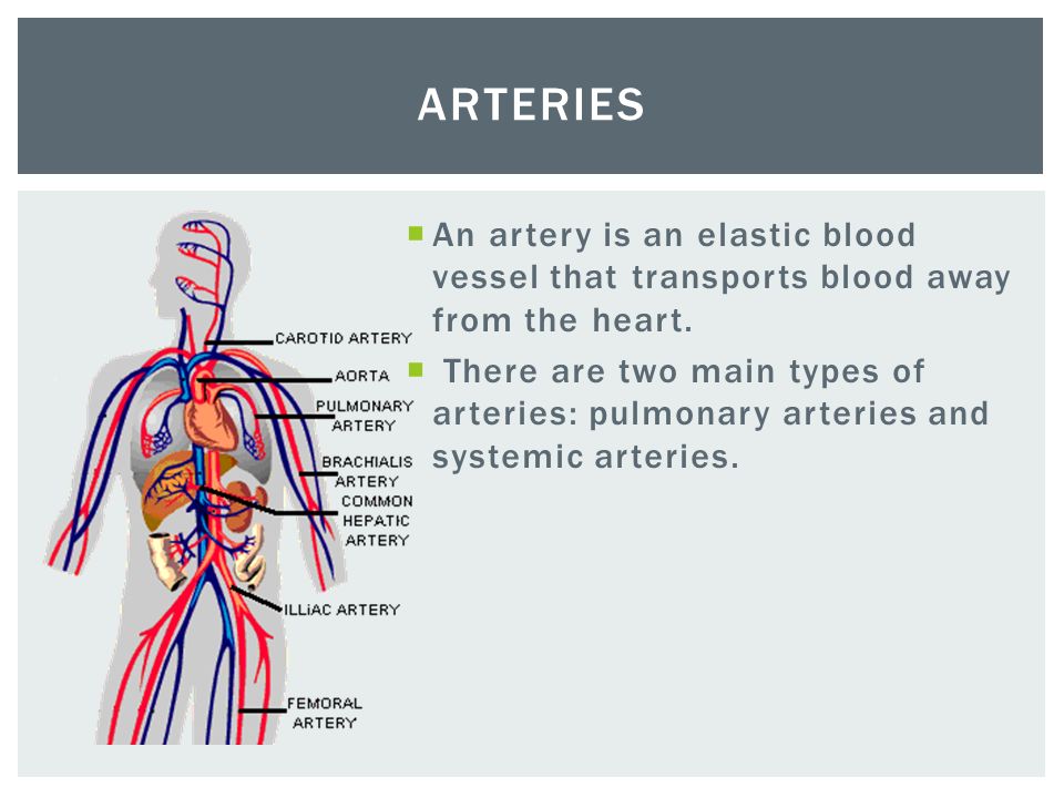  An artery is an elastic blood vessel that transports blood away from the heart.