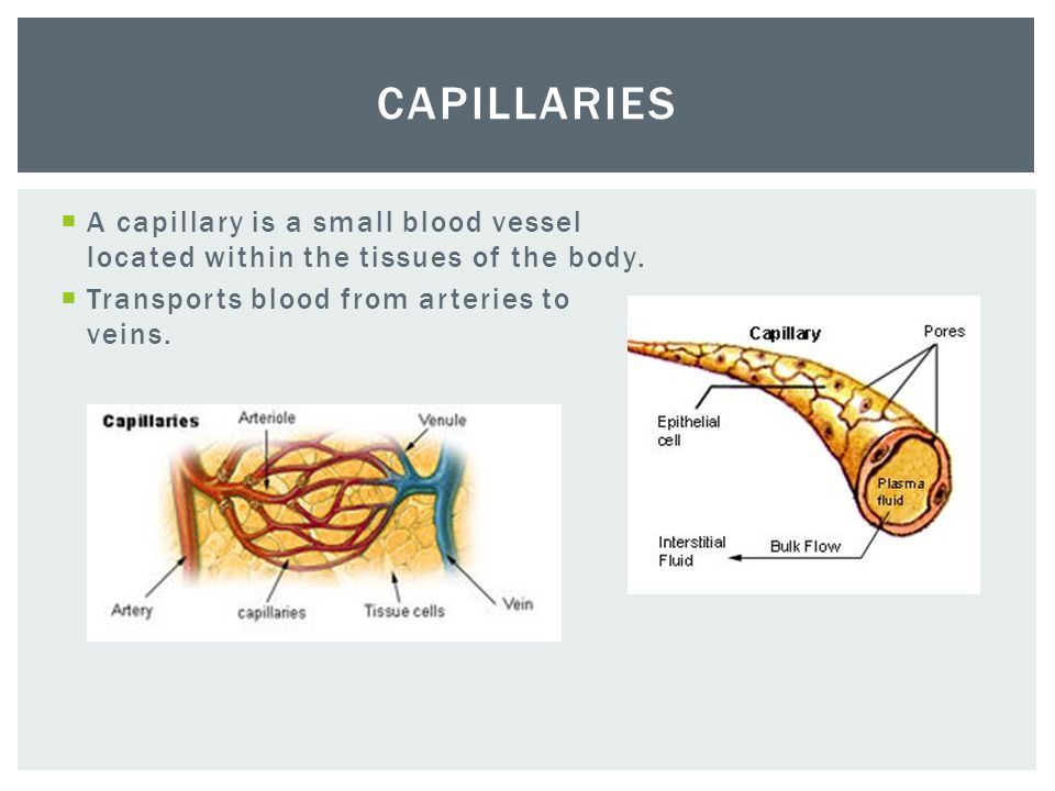  A capillary is a small blood vessel located within the tissues of the body.