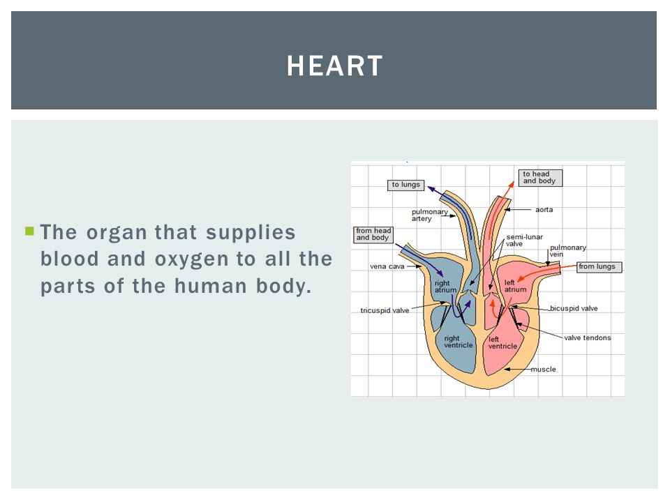  The organ that supplies blood and oxygen to all the parts of the human body. HEART