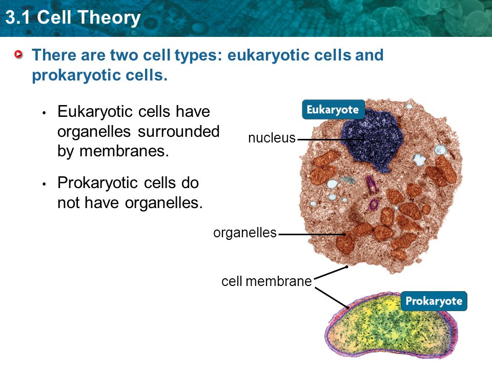 3.1 Cell Theory There are two cell types: eukaryotic cells and prokaryotic cells.