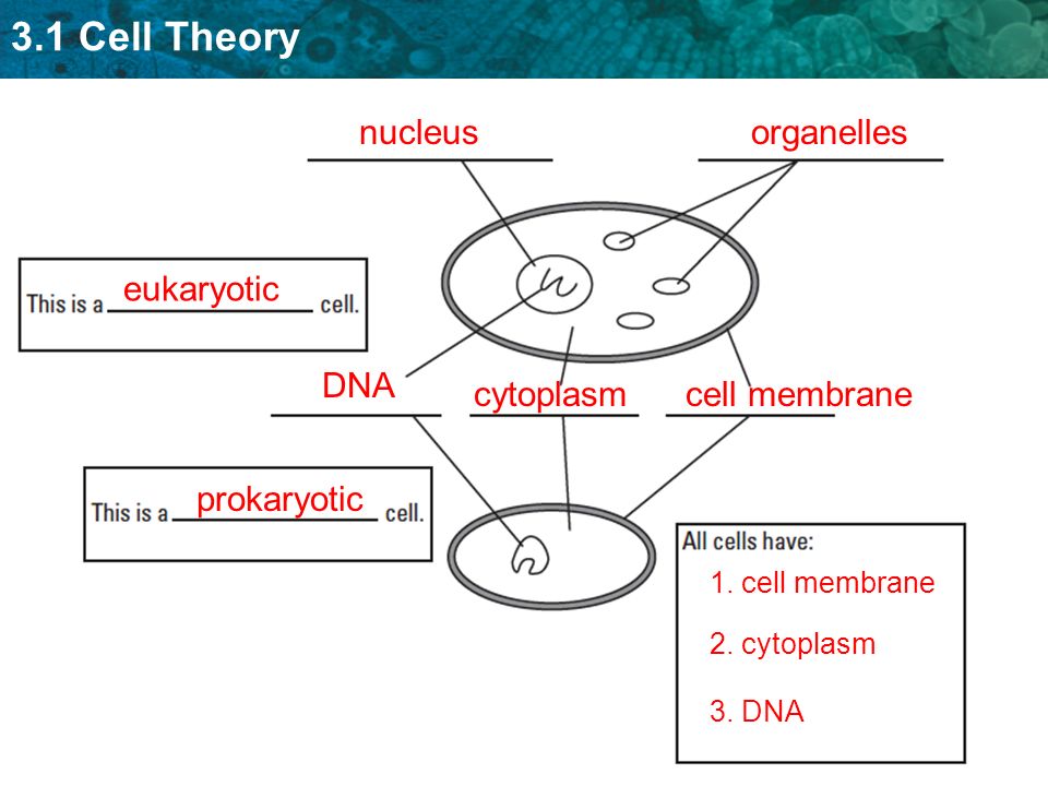 3.1 Cell Theory eukaryotic prokaryotic DNA nucleusorganelles cytoplasmcell membrane 1.