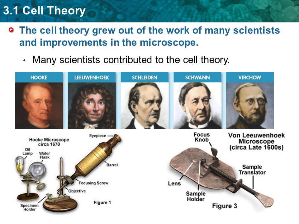 3.1 Cell Theory The cell theory grew out of the work of many scientists and improvements in the microscope.