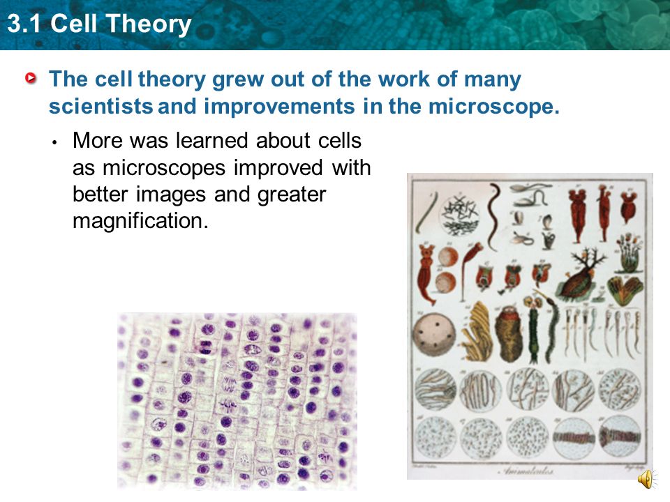 3.1 Cell Theory More was learned about cells as microscopes improved with better images and greater magnification.