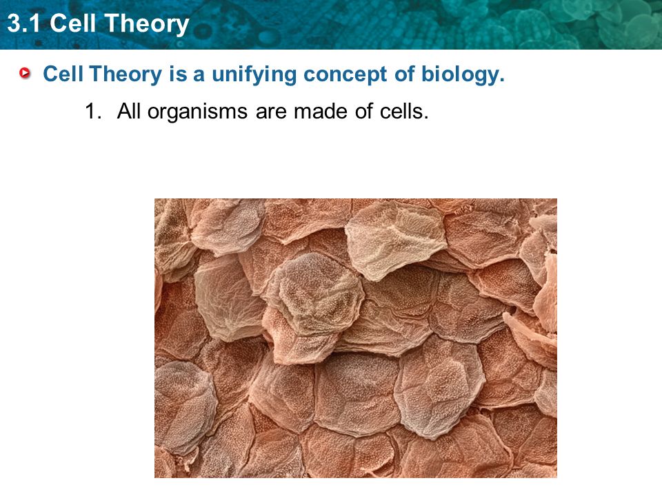 3.1 Cell Theory Cell Theory is a unifying concept of biology. 1.All organisms are made of cells.
