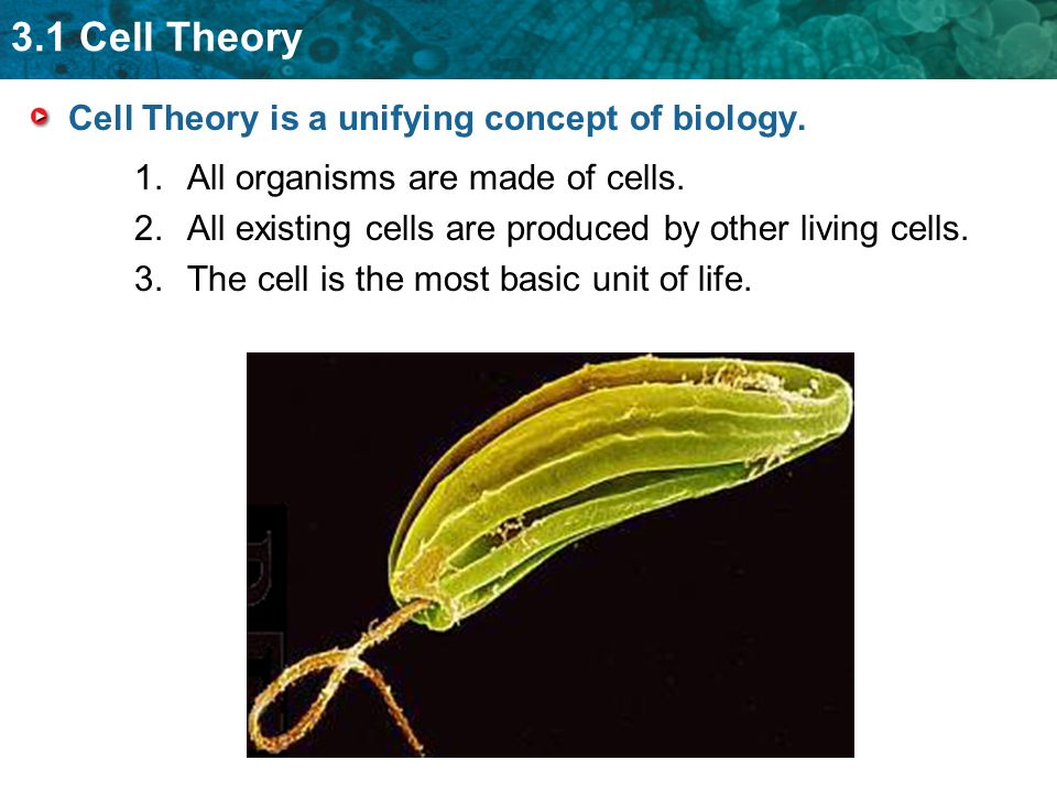 3.1 Cell Theory Cell Theory is a unifying concept of biology.