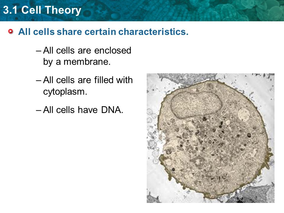3.1 Cell Theory All cells share certain characteristics.