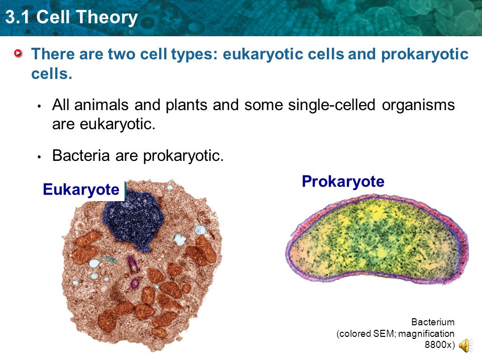 3.1 Cell Theory There are two cell types: eukaryotic cells and prokaryotic cells.