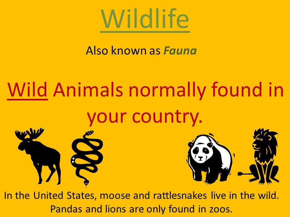 Wildlife Wild Animals normally found in your country.