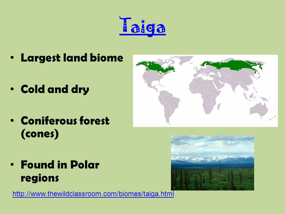 Taiga Largest land biome Cold and dry Coniferous forest (cones) Found in Polar regions