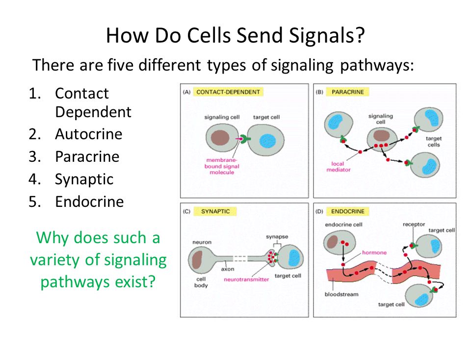 Cell signalling: Cosmos — All that is, or was, or ever will be