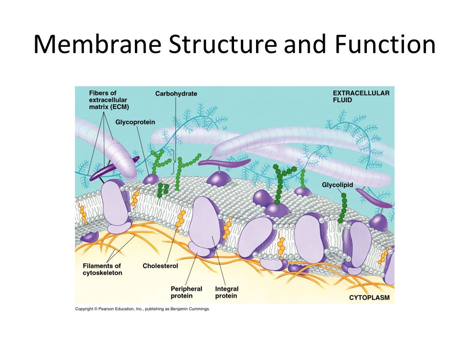 membrane structure and function