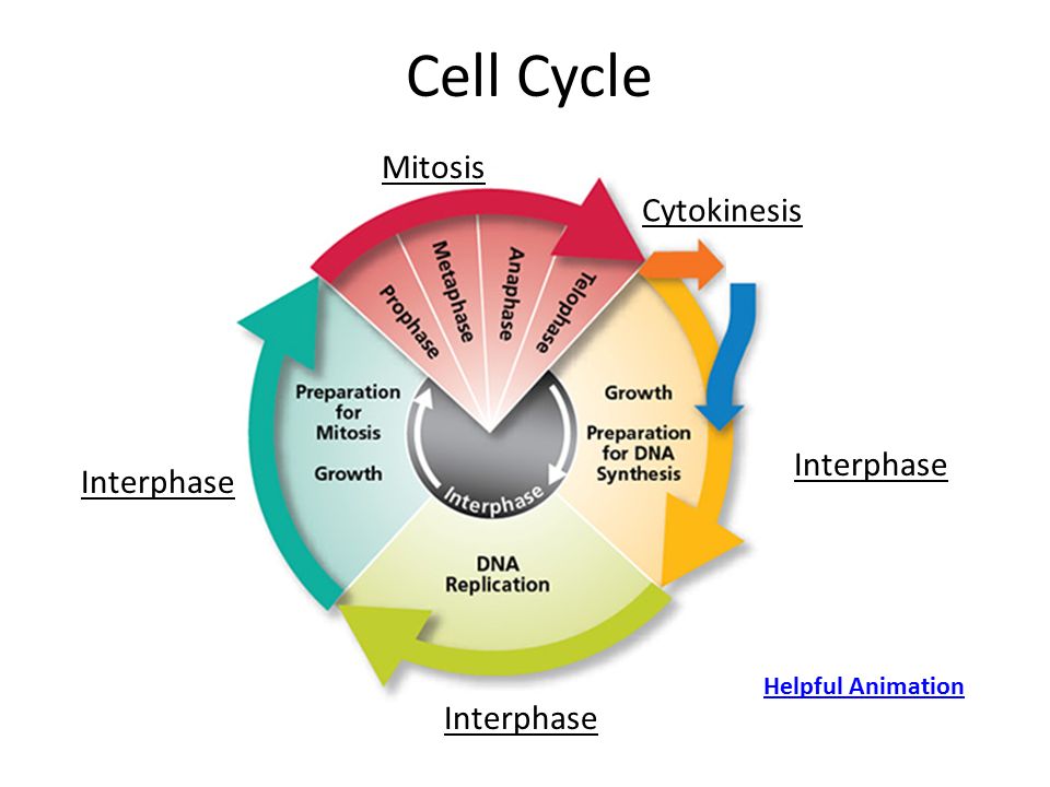 The Cell Cycle Coloring Worksheet Question Answers Sheet Page The Cell Cycle Coloring Worksheet Question Answers Sheet Page