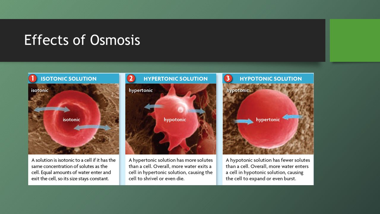 diffusion and osmosis of solutes and Solutes 4 methods of transport across membranes 1 diffusion 2 osmosis 3 facilitated diffusion 4 active transport 5 methods of transport across. diffusion and osmosis of solutes and Solutes 4 methods of transport across membranes 1 diffusion 2 osmosis 3 facilitated diffusion 4 active transport 5 methods of transport across.