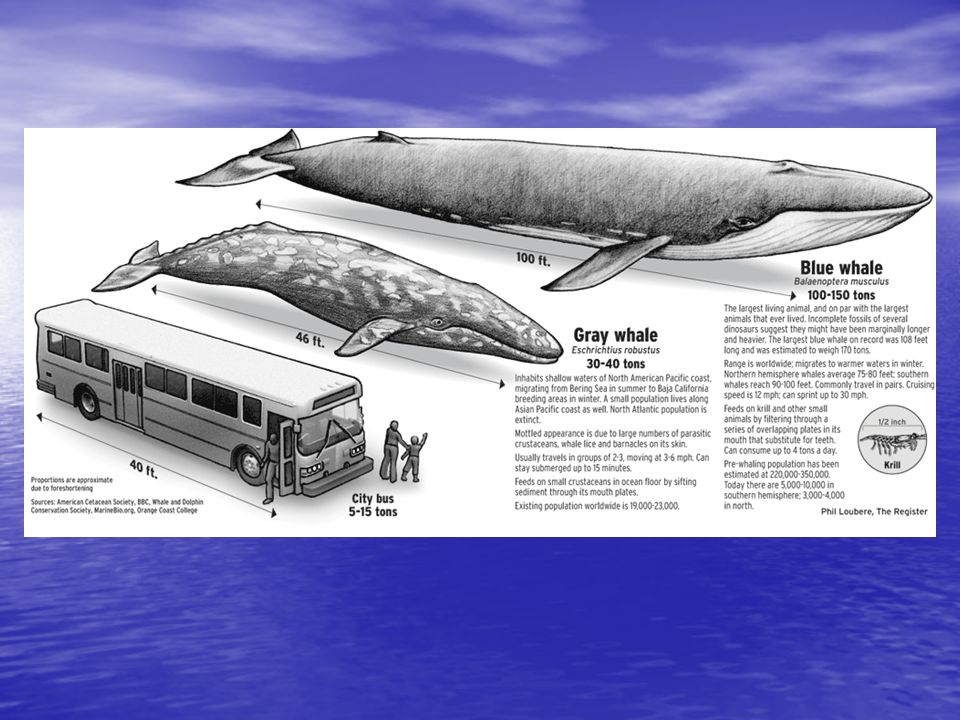 endangered species the blue whale size may have been the largest size of blue whale