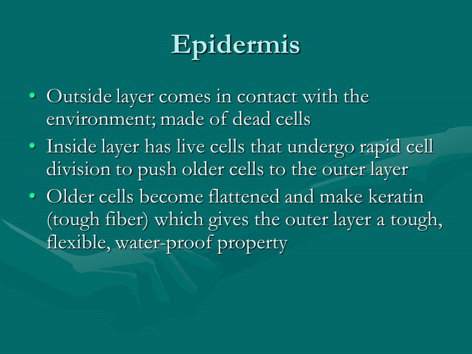 Epidermis Outside layer comes in contact with the environment; made of dead cellsOutside layer comes in contact with the environment; made of dead cells Inside layer has live cells that undergo rapid cell division to push older cells to the outer layerInside layer has live cells that undergo rapid cell division to push older cells to the outer layer Older cells become flattened and make keratin (tough fiber) which gives the outer layer a tough, flexible, water-proof propertyOlder cells become flattened and make keratin (tough fiber) which gives the outer layer a tough, flexible, water-proof property