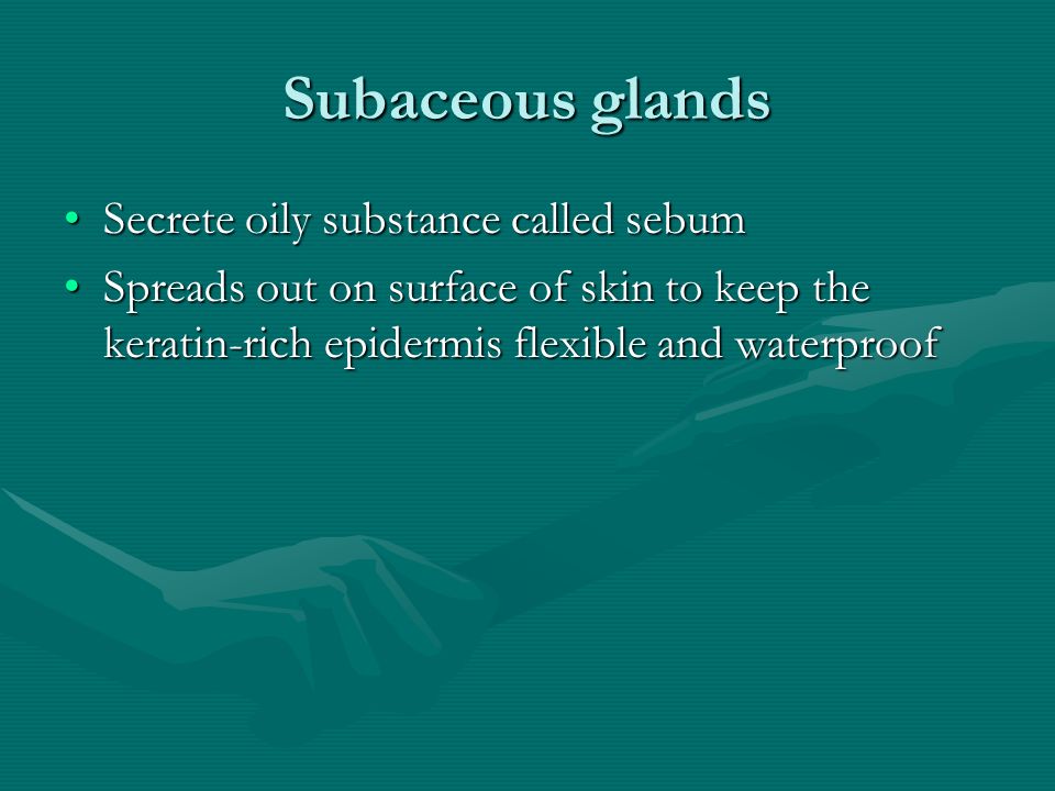 Subaceous glands Secrete oily substance called sebumSecrete oily substance called sebum Spreads out on surface of skin to keep the keratin-rich epidermis flexible and waterproofSpreads out on surface of skin to keep the keratin-rich epidermis flexible and waterproof