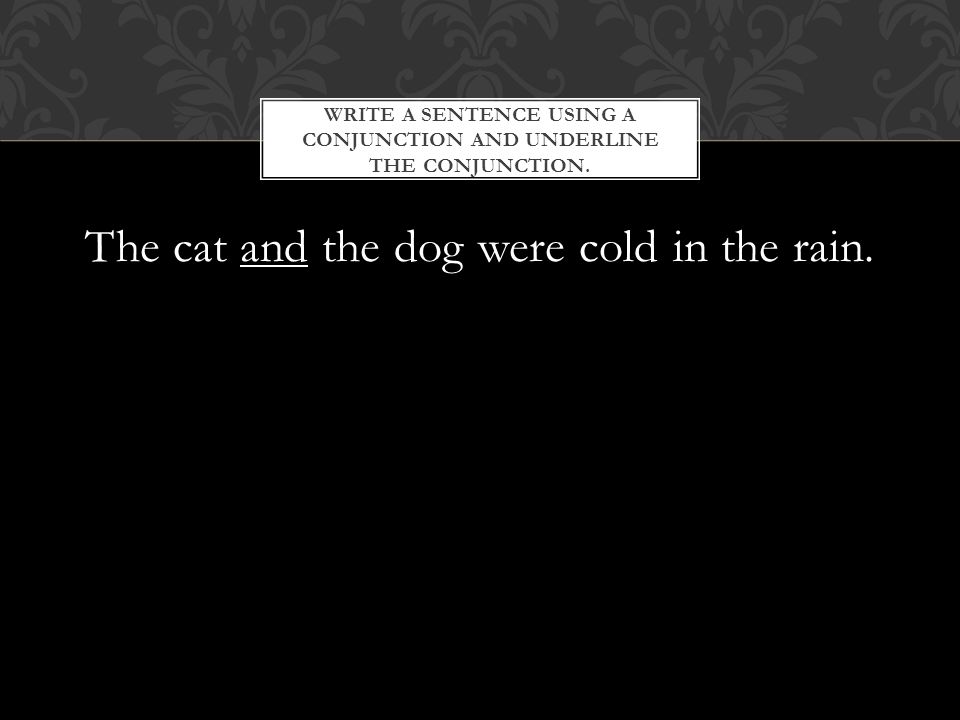 The cat and the dog were cold in the rain.