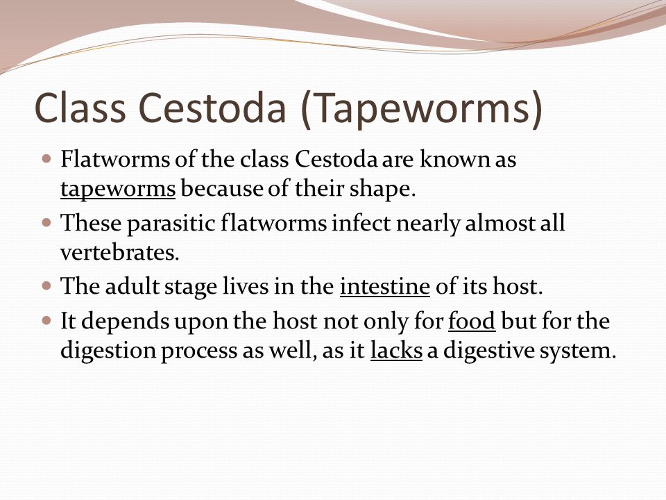 Commom flatworm that is not parasitic