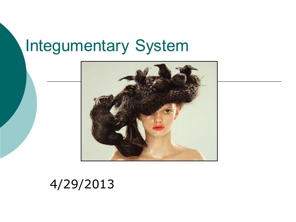 Integumentary System 4/29/2013