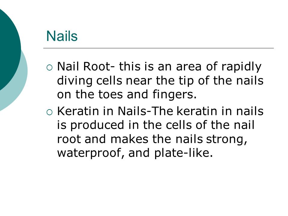 Nails  Nail Root- this is an area of rapidly diving cells near the tip of the nails on the toes and fingers.