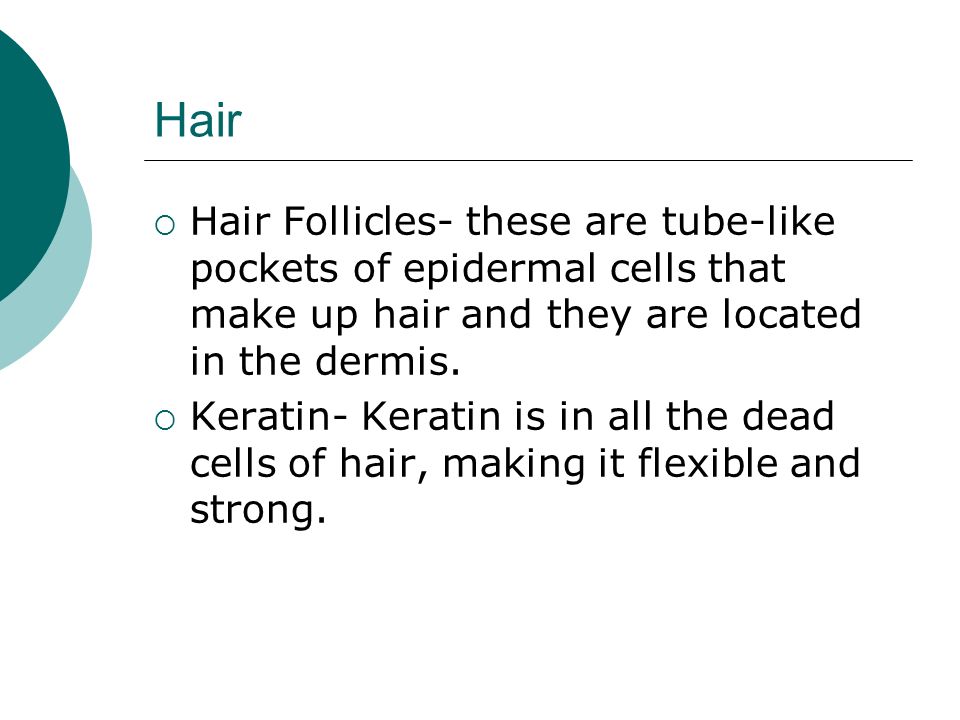 Hair  Hair Follicles- these are tube-like pockets of epidermal cells that make up hair and they are located in the dermis.