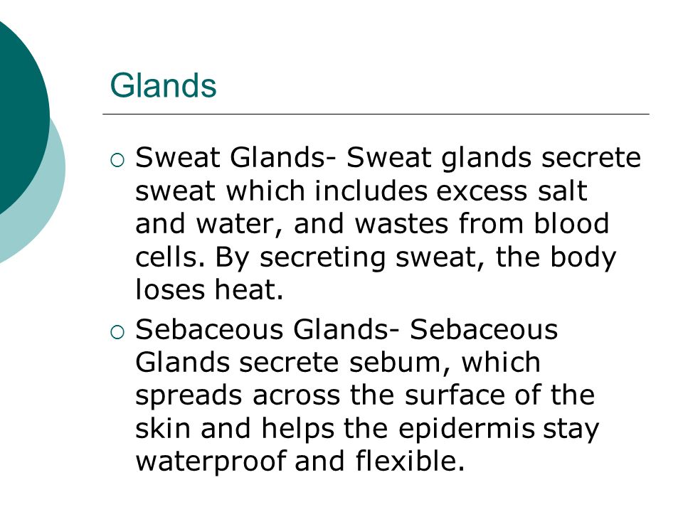 Glands  Sweat Glands- Sweat glands secrete sweat which includes excess salt and water, and wastes from blood cells.