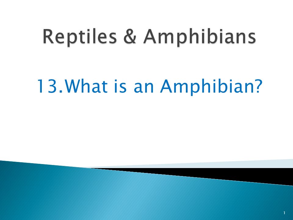 13.What is an Amphibian 1