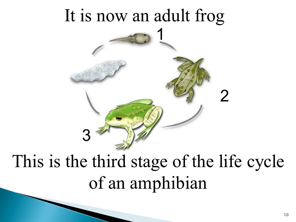 It is now an adult frog 10 This is the third stage of the life cycle of an amphibian 1 2 3