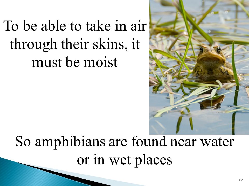To be able to take in air through their skins, it must be moist 12 So amphibians are found near water or in wet places