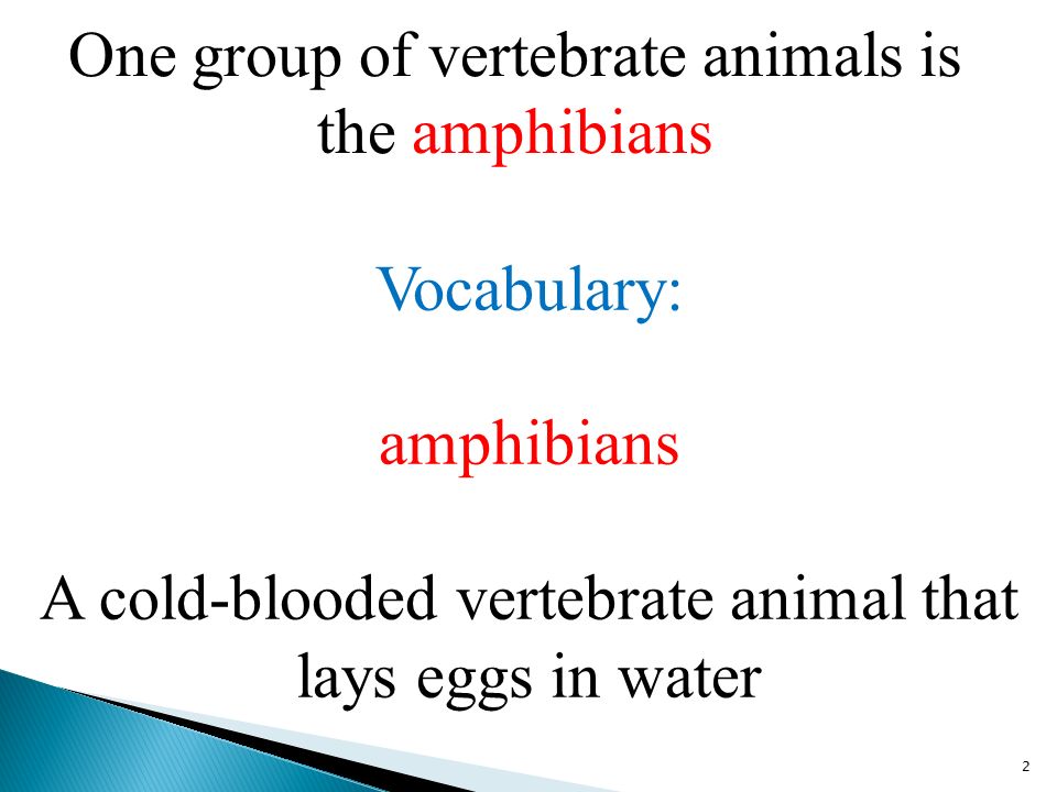 One group of vertebrate animals is the amphibians 2 Vocabulary: amphibians A cold-blooded vertebrate animal that lays eggs in water