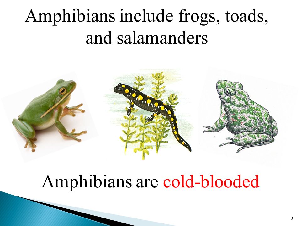 Amphibians include frogs, toads, and salamanders 3 Amphibians are cold-blooded
