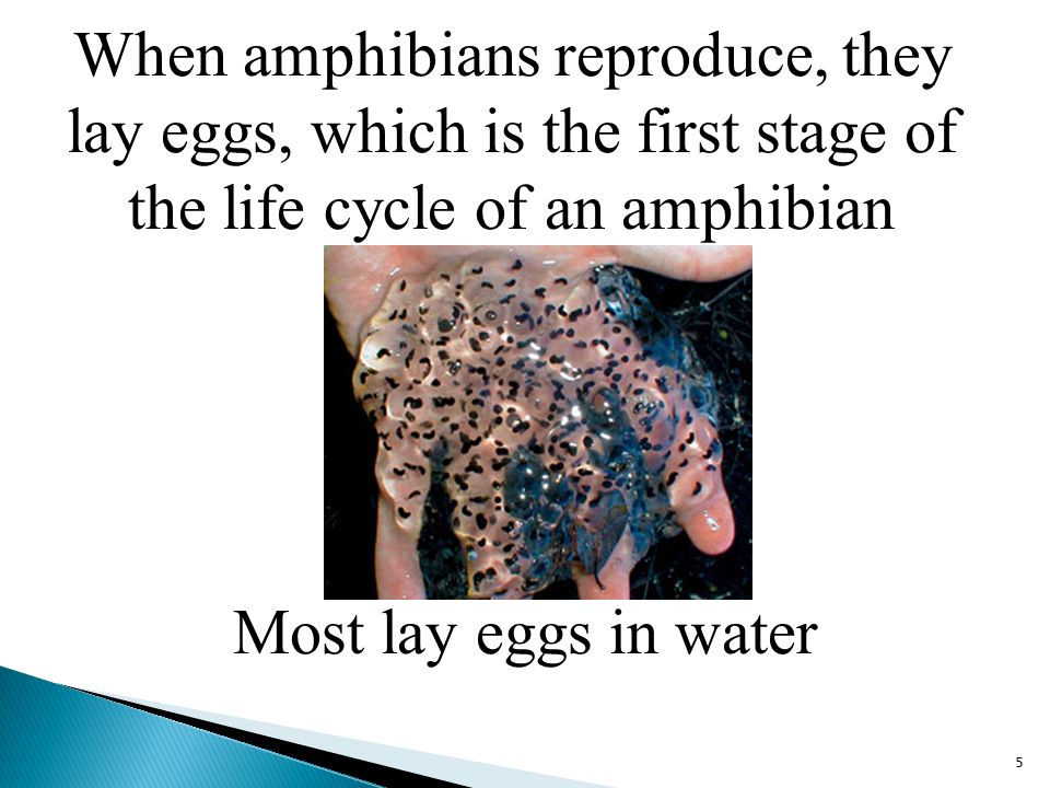 When amphibians reproduce, they lay eggs, which is the first stage of the life cycle of an amphibian 5 Most lay eggs in water