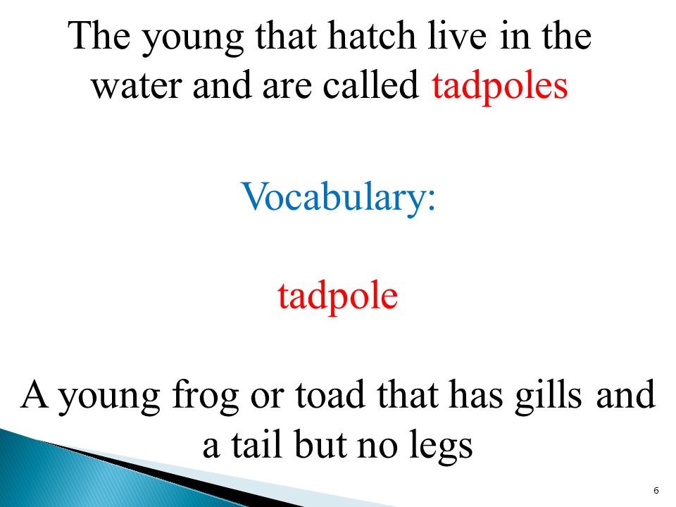 The young that hatch live in the water and are called tadpoles 6 Vocabulary: tadpole A young frog or toad that has gills and a tail but no legs
