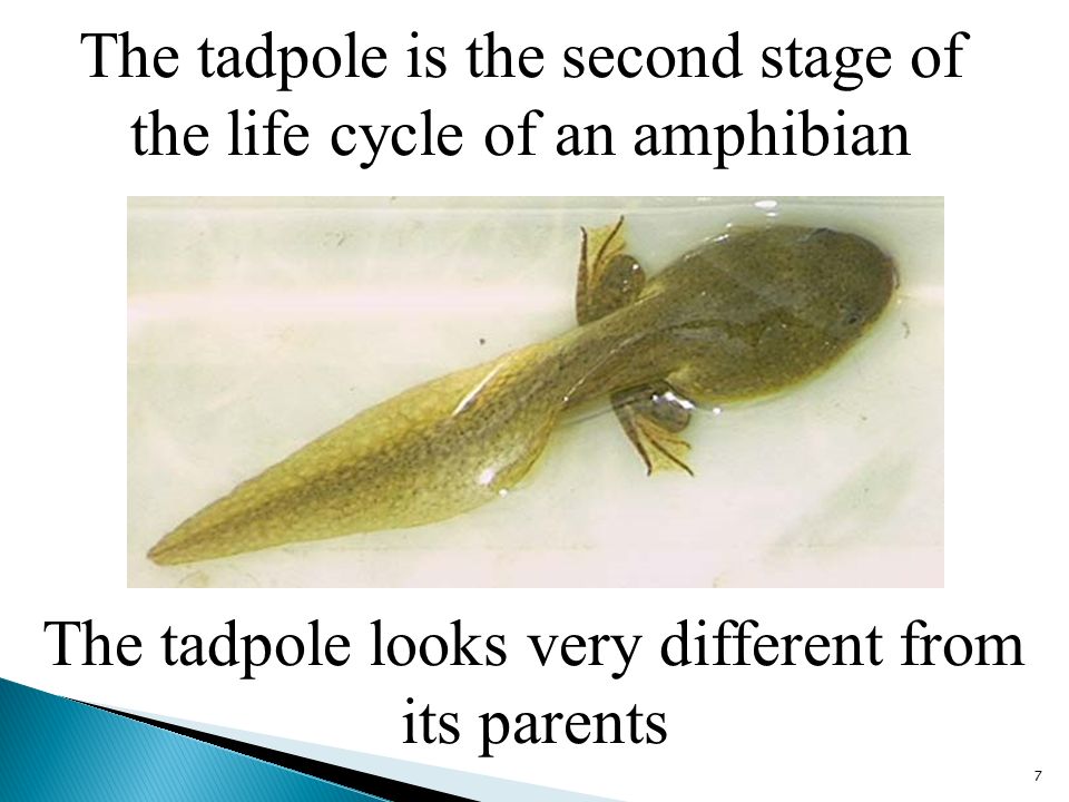 The tadpole is the second stage of the life cycle of an amphibian 7 The tadpole looks very different from its parents