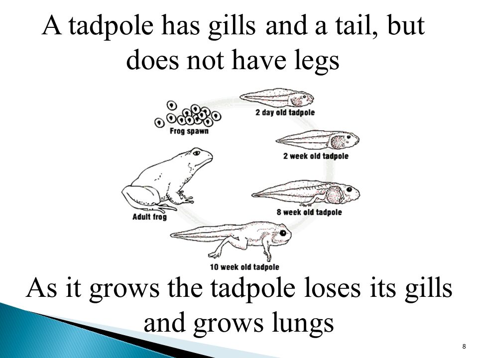 A tadpole has gills and a tail, but does not have legs 8 As it grows the tadpole loses its gills and grows lungs