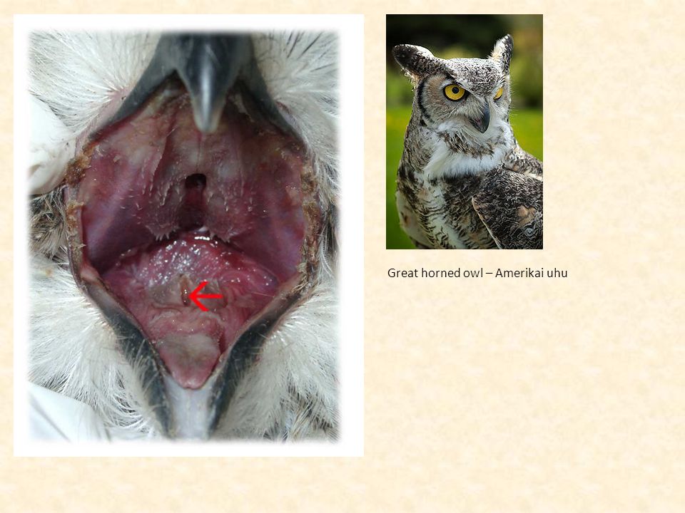 owl purdue persuasive essay