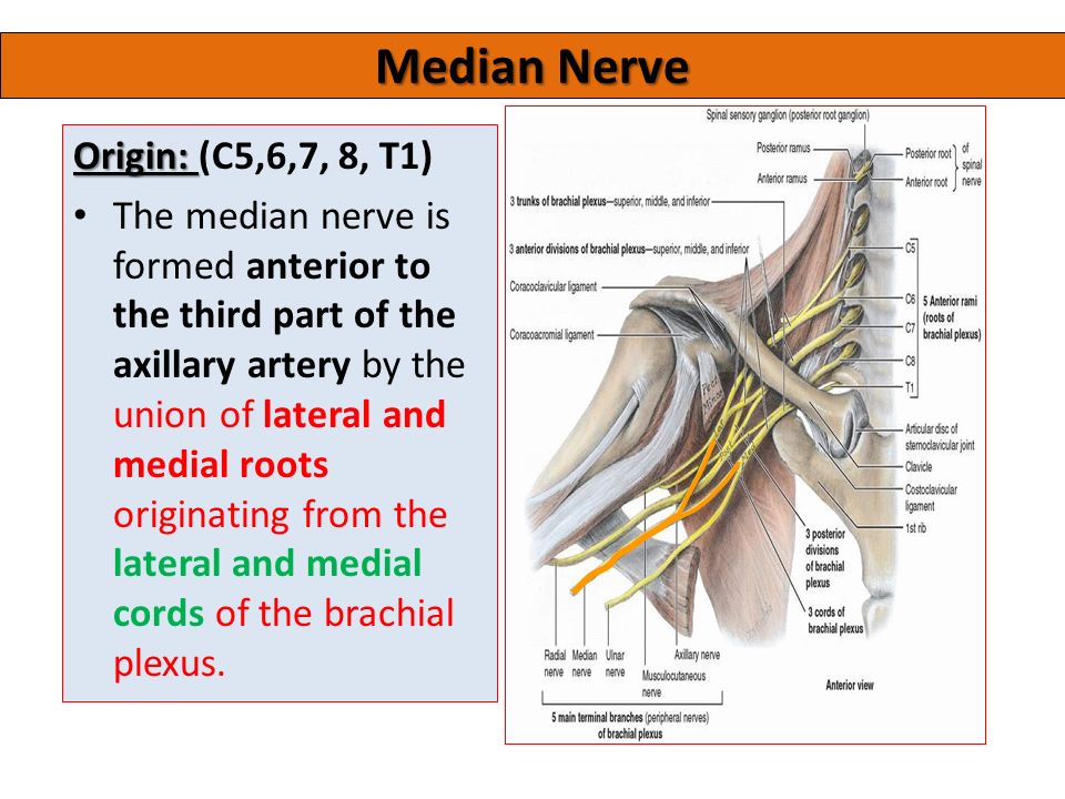 axillary & median nerves prof. saeed makarem & dr