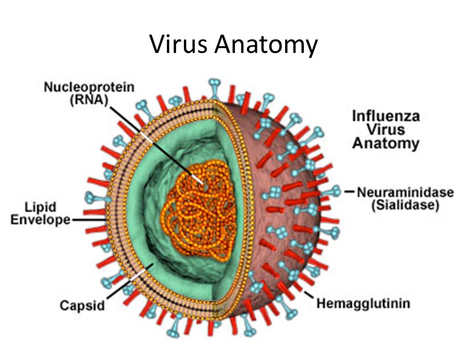 biology of viruses structure of viruses