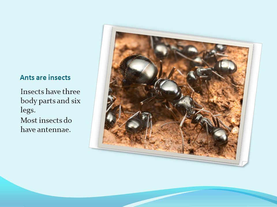 Ants Ants are one of the most common insects.
