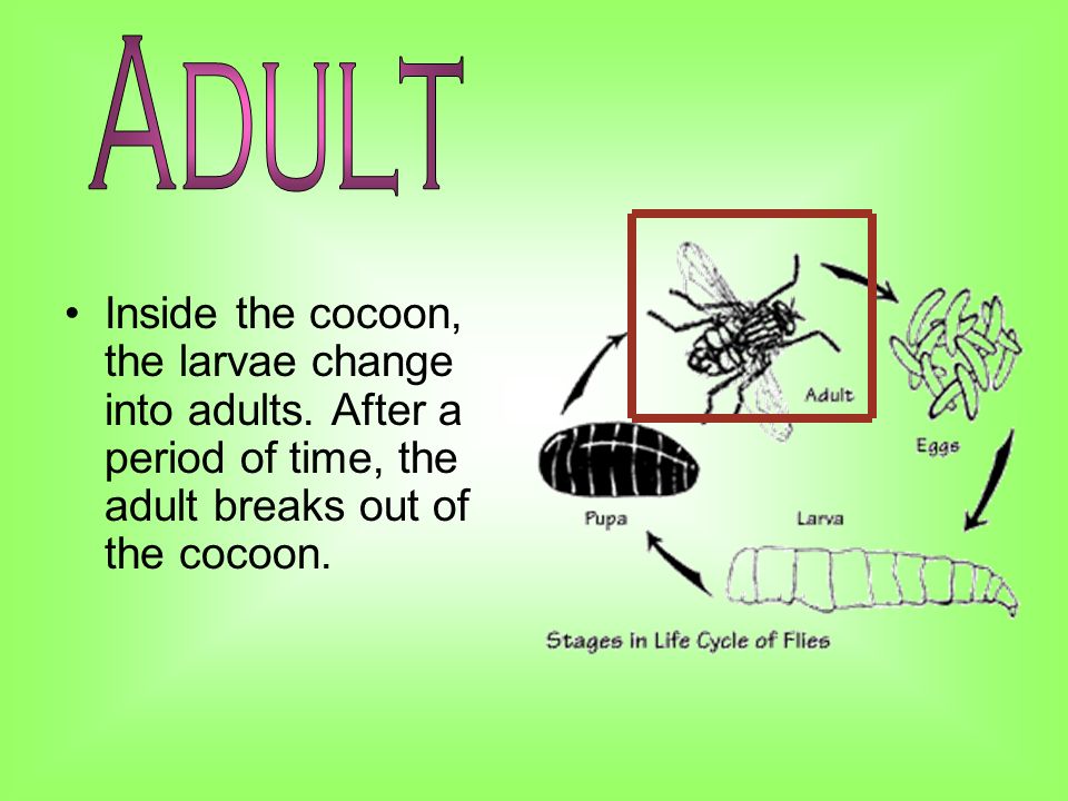 Inside the cocoon, the larvae change into adults.