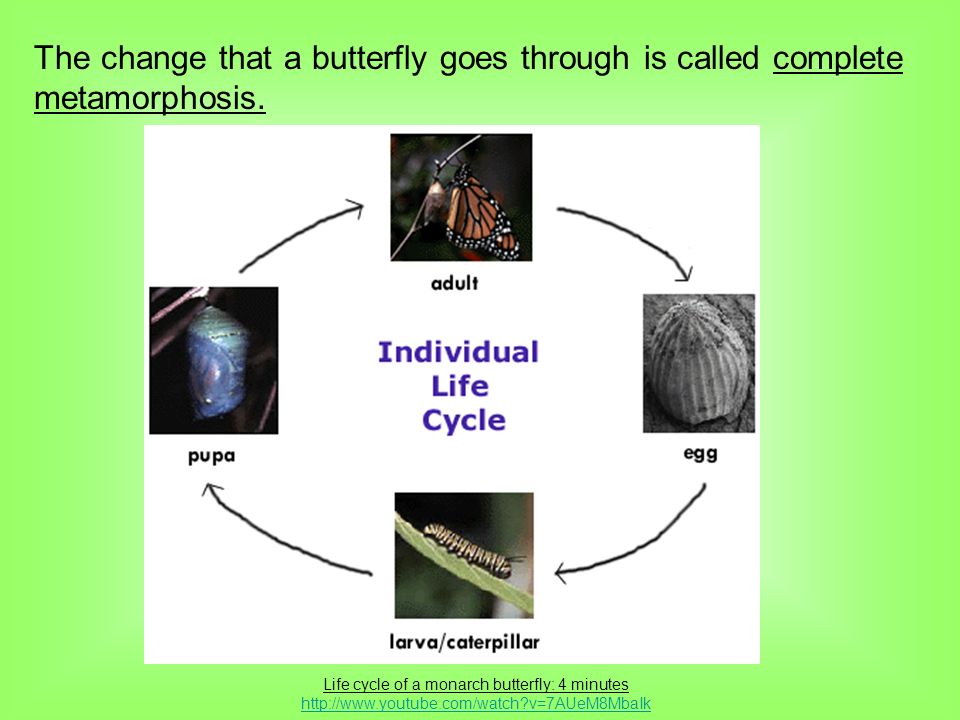 Life cycle of a monarch butterfly: 4 minutes   v=7AUeM8MbaIk The change that a butterfly goes through is called complete metamorphosis.