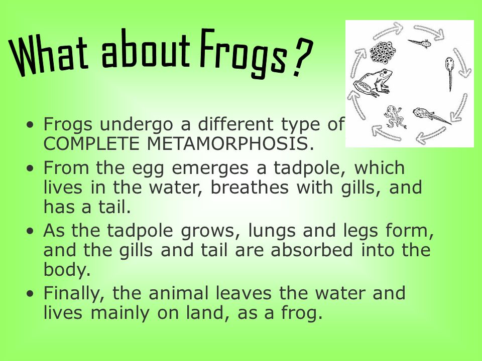 Frogs undergo a different type of COMPLETE METAMORPHOSIS.